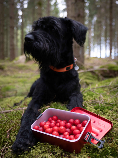 Koiran edessä on SIGG metallinen evärasia S-koossa ja punaisen värisenä. Rasia on avattuna ja siellä on kirsikkatomaatteja. 